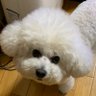 Profilbild von チーボー2️⃣🐩🐩🎁🐩🐩🧨🏡