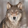 Chris Oliver - ᛞᛖᛊᛖᚱᛏᚹᛟᛚᚠ 🐺's profile picture