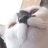 Insomaniac's profile picture