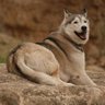 Profilbild von deserthusky