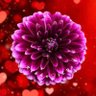 Profilbild von 𝓡𝓲𝓴𝓴𝓸ꕥ𝓲𝓛𝓨𝓼🌈💜♥️️