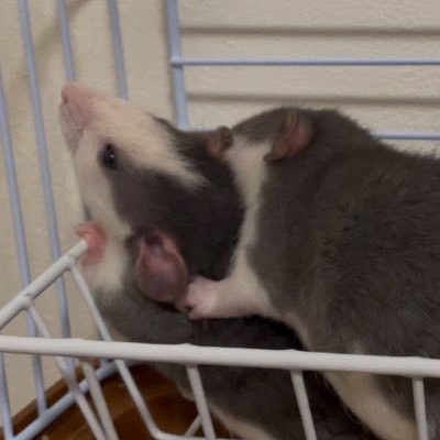nunmeri000000's profile picture
