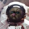 Profilbild von CryptoCat 😼⚡💎