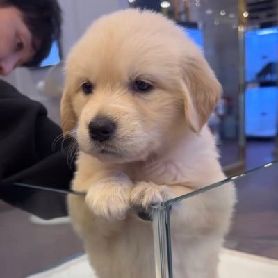 meefeellikea's profile picture