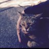 ふゆ's profile picture