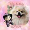 🐩びぃちゃん🐩🐹🐩's profile picture