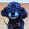 Profilbild von アッシュ
