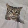 卡布chino's profile picture