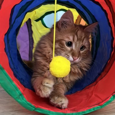 Mırmır's profile picture