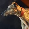 F R A G G L E profil fotoğrafı