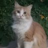 Chebujuy profil fotoğrafı