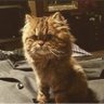 Shamim A profil fotoğrafı