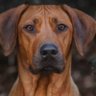 Lbud profil fotoğrafı
