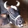 rabiescow 的头像