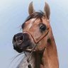 ابو الوليد's profile picture