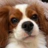 Profilbild von さくら