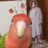 豆🦜No.1's profile picture