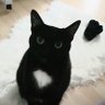 gremlins8868 的头像