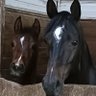 OldBayMare's profile picture