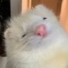 Profilbild von ももや