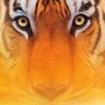 Profilbild von 独步