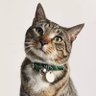 El Gato Volador's profile picture