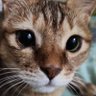 DennyxMeo's profile picture