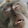 Incredulous Monkey 的头像