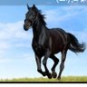 Фото профиля الحصان الأسود