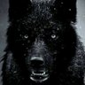WOLF 的头像