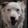 Nugget's profile picture