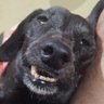 Walmar Mello Silva's profile picture