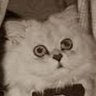 FeivelGøy's profile picture