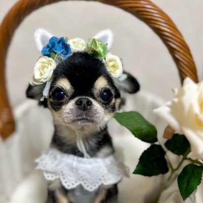 よいこのあんこ🐶's profile picture