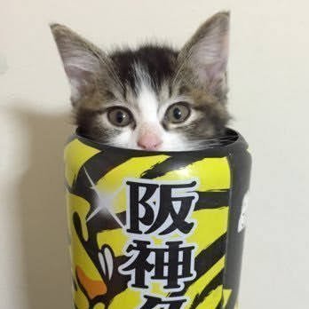 Gomez🐯🦁🐧⭐️⚾⚽⛩@沖縄キャンプ行きたい's profile picture