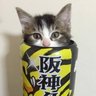 Gomez🐯🦁🐧⭐️⚾⚽⛩@5/15横浜 的头像