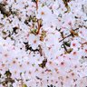 てる🌸 profil fotoğrafı