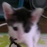Фото профиля 猫好きba