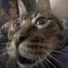 Chungus Moralman #7's profile picture