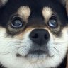 Profilbild von パテラの黒豆柴はな🐾