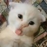 นาอายอล 的头像