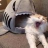 Carol Free's profile picture