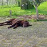 Фото профиля Labrador