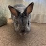 コロコニーこま 的头像
