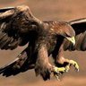 🦅 profil fotoğrafı