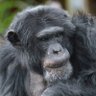 Profilbild von fortnite fred #GO_APE