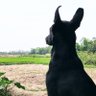 जितेंद्र सिंह's profile picture