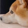 💞柴犬ひな💞 profil fotoğrafı