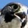 صــــقر🦅سيـــناؤى's profile picture