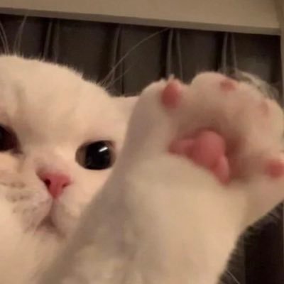 𝑒𝓁𝑒𝓋𝑒𝓃 ʕº̫͡ºʔ꙳☻'s profile picture